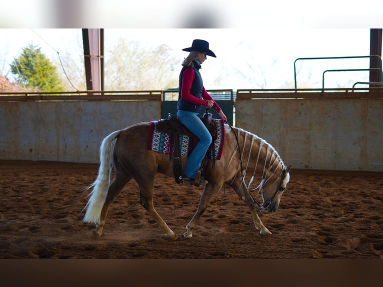 American Quarter Horse Wallach 4 Jahre 147 cm Palomino in Madisonville