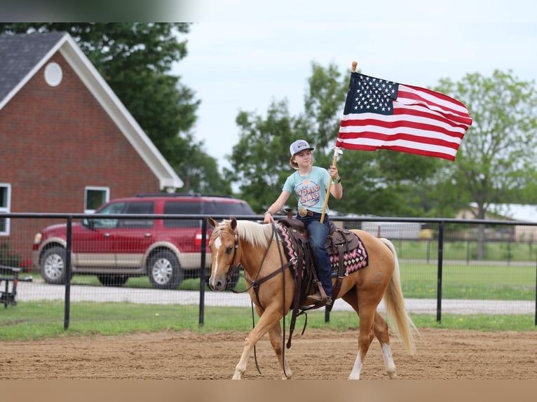 American Quarter Horse Wallach 4 Jahre 147 cm Palomino in Pilot Point