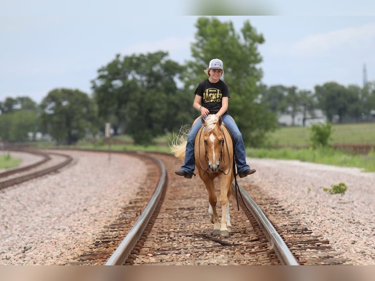 American Quarter Horse Wallach 4 Jahre 147 cm Palomino in Pilot Point