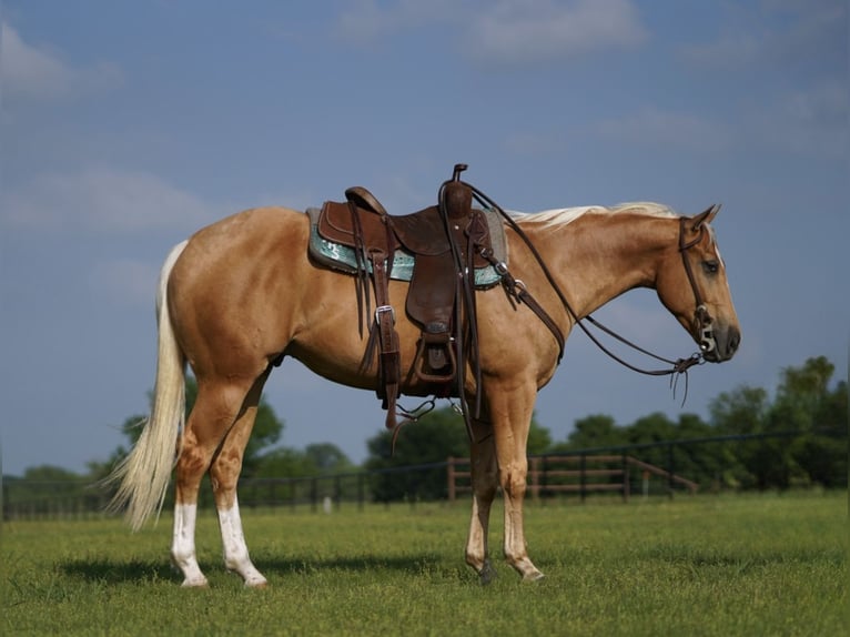 American Quarter Horse Wallach 4 Jahre 147 cm Palomino in Pilot Point