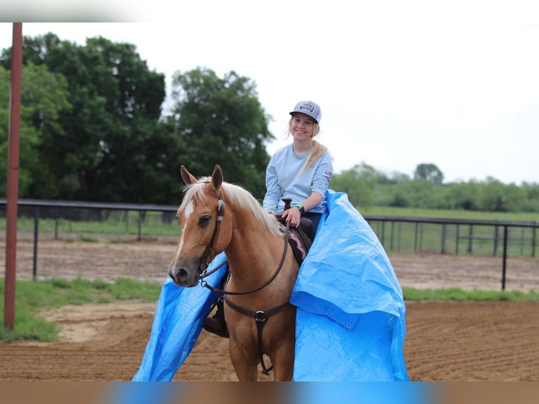 American Quarter Horse Wallach 4 Jahre 147 cm Palomino in Pilot Point