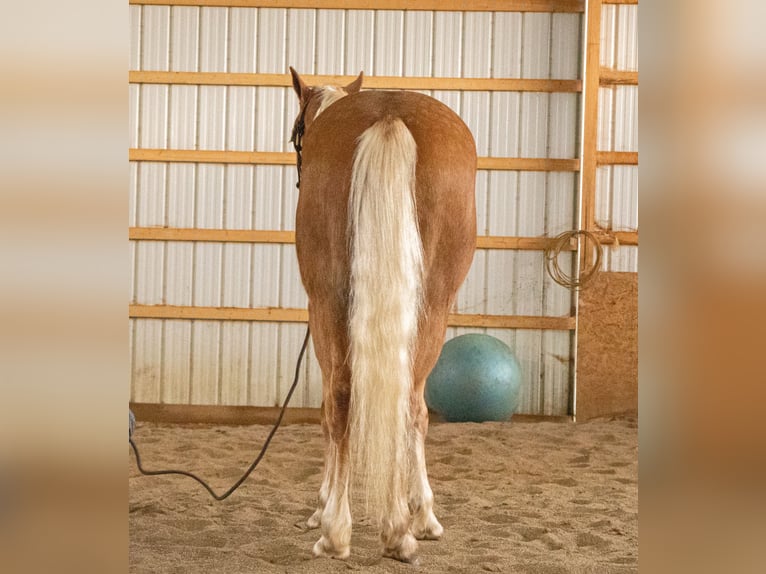 American Quarter Horse Wallach 4 Jahre 147 cm Palomino in Dundee