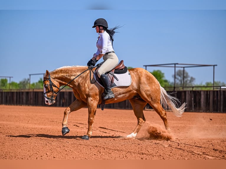 American Quarter Horse Wallach 4 Jahre 147 cm in Waco, TX