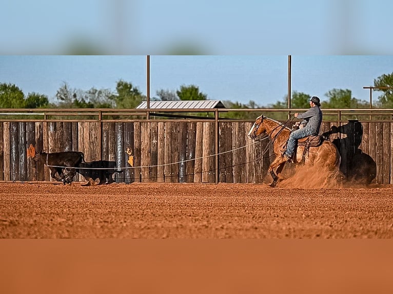 American Quarter Horse Wallach 4 Jahre 147 cm in Waco, TX