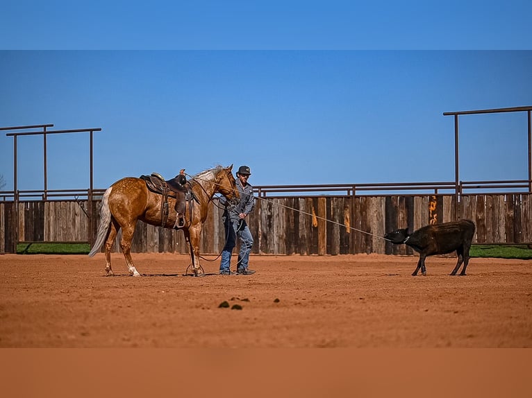 American Quarter Horse Wallach 4 Jahre 147 cm in Waco, TX
