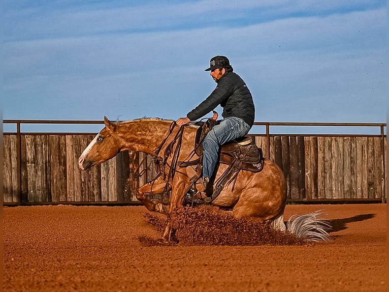 American Quarter Horse Wallach 4 Jahre 147 cm in Waco, TX