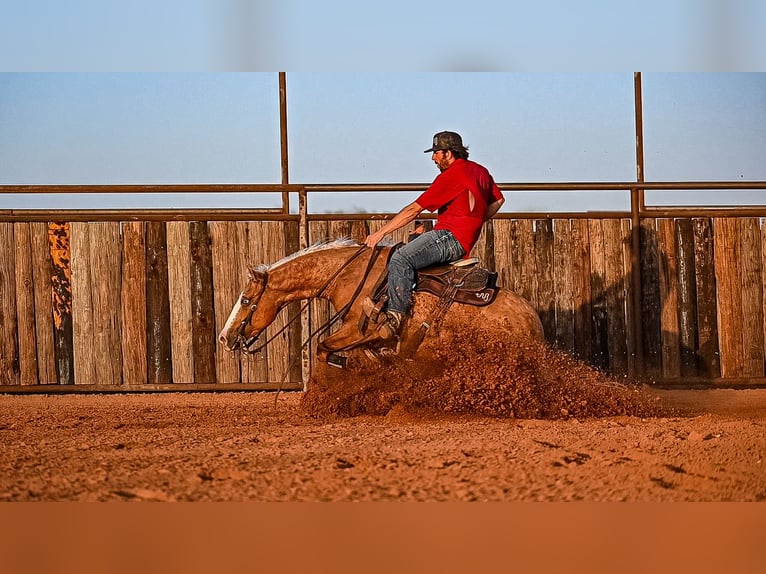 American Quarter Horse Wallach 4 Jahre 147 cm in Waco, TX