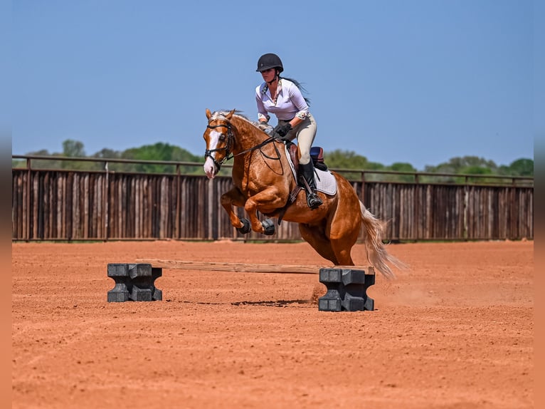 American Quarter Horse Wallach 4 Jahre 147 cm in Waco, TX