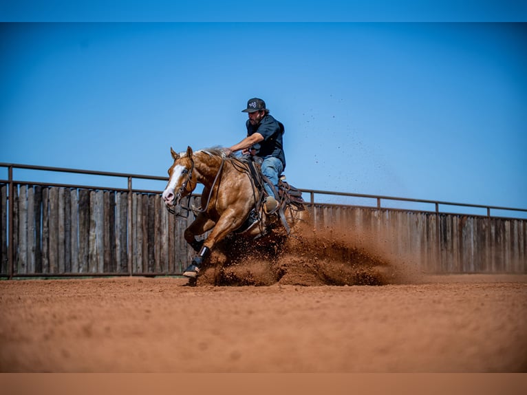 American Quarter Horse Wallach 4 Jahre 147 cm in Waco, TX