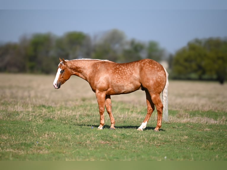 American Quarter Horse Wallach 4 Jahre 147 cm in Waco, TX