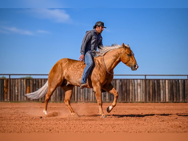 American Quarter Horse Wallach 4 Jahre 147 cm in Waco, TX