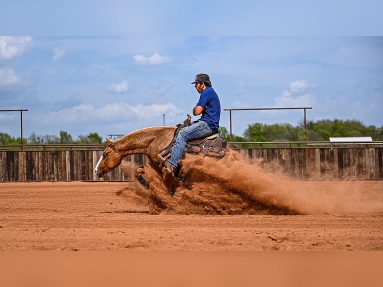American Quarter Horse Wallach 4 Jahre 147 cm in Waco, TX