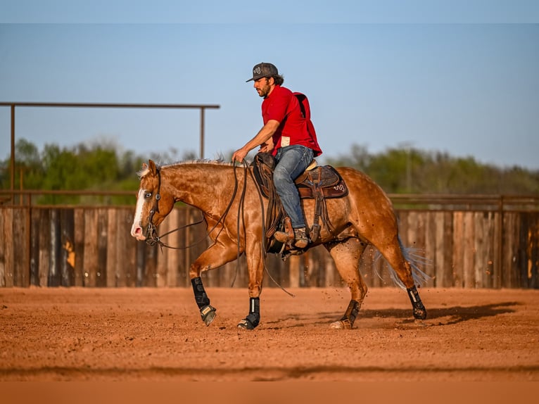 American Quarter Horse Wallach 4 Jahre 147 cm in Waco, TX