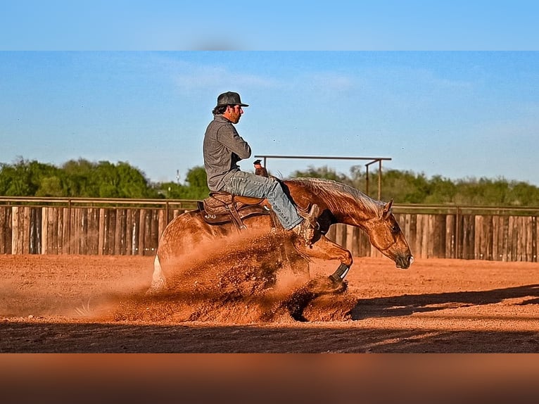 American Quarter Horse Wallach 4 Jahre 147 cm in Waco, TX