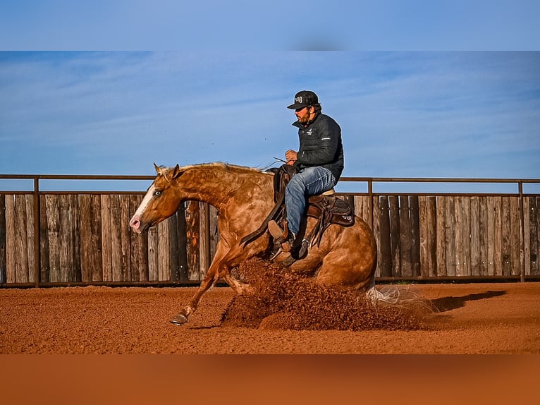 American Quarter Horse Wallach 4 Jahre 147 cm in Waco, TX