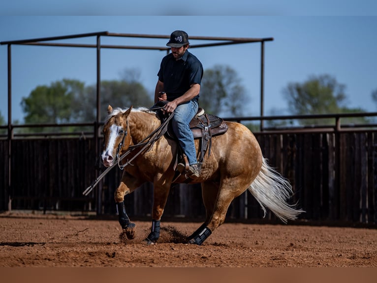 American Quarter Horse Wallach 4 Jahre 147 cm in Waco, TX