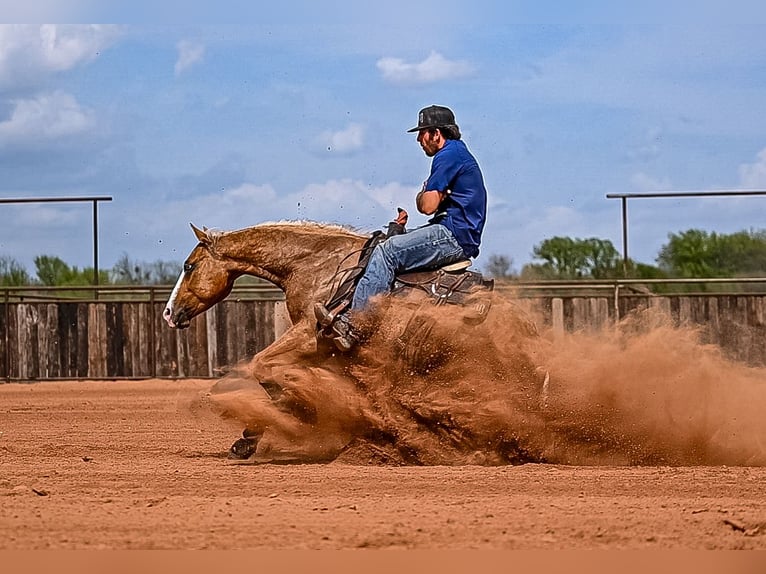 American Quarter Horse Wallach 4 Jahre 147 cm in Waco, TX