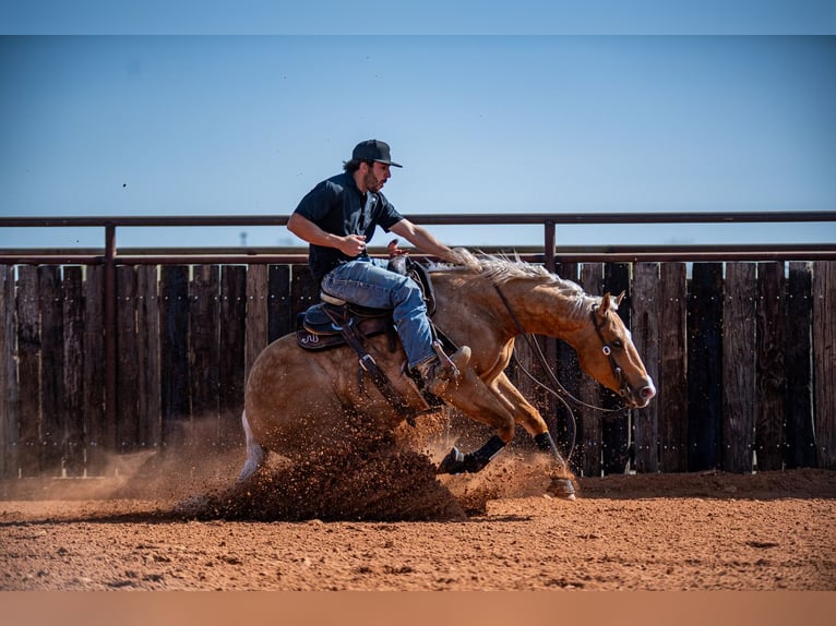 American Quarter Horse Wallach 4 Jahre 147 cm in Waco, TX