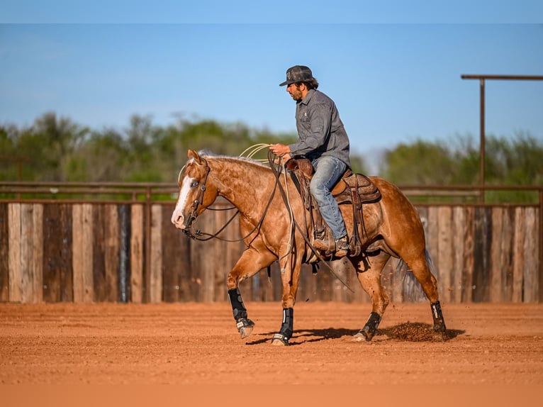 American Quarter Horse Wallach 4 Jahre 147 cm in Waco, TX