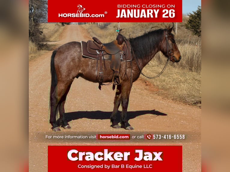 American Quarter Horse Mix Wallach 4 Jahre 147 cm Roan-Bay in Owensville