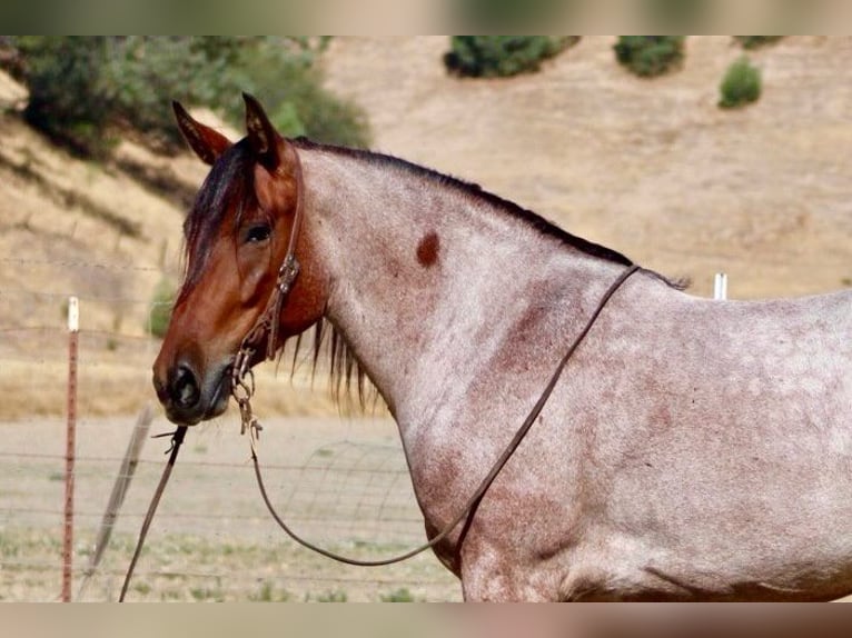 American Quarter Horse Wallach 4 Jahre 147 cm Roan-Bay in Bitterwater CA