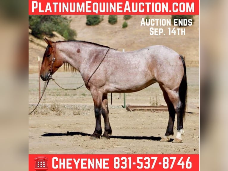 American Quarter Horse Wallach 4 Jahre 147 cm Roan-Bay in Bitterwater CA