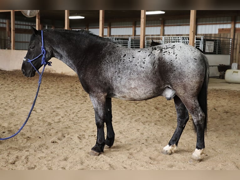 American Quarter Horse Mix Wallach 4 Jahre 147 cm Roan-Blue in Dundee