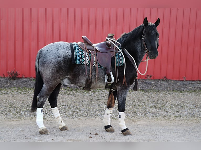 American Quarter Horse Mix Wallach 4 Jahre 147 cm Roan-Blue in Dundee