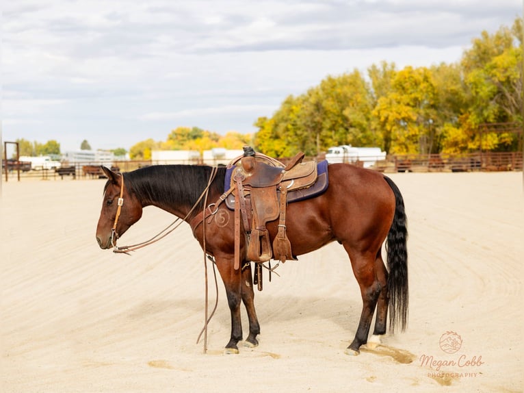 American Quarter Horse Wallach 4 Jahre 147 cm Rotbrauner in New Plymouth