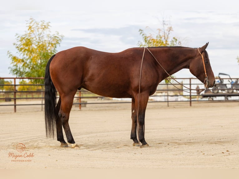 American Quarter Horse Wallach 4 Jahre 147 cm Rotbrauner in New Plymouth