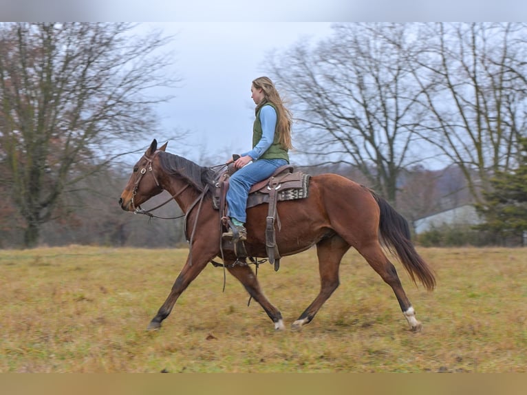 American Quarter Horse Wallach 4 Jahre 147 cm Rotbrauner in Keytesville