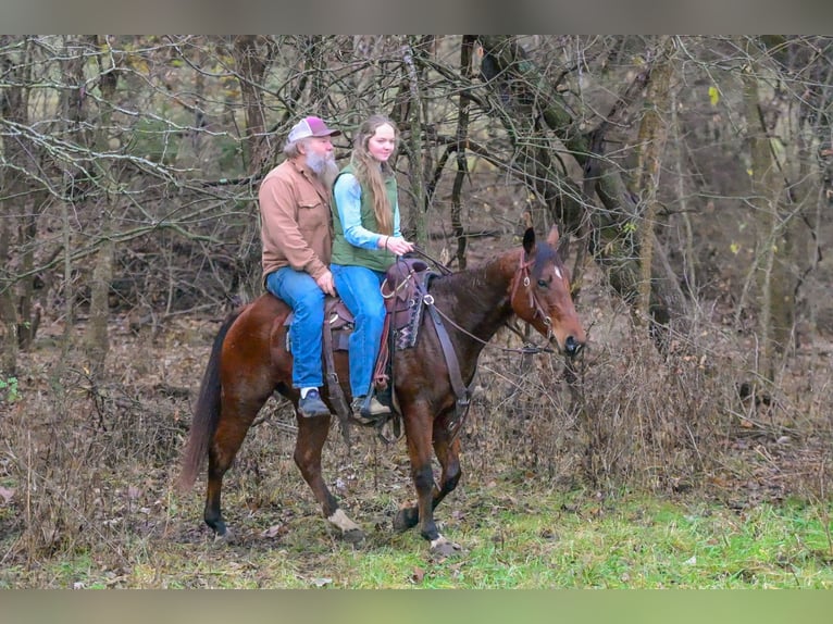 American Quarter Horse Wallach 4 Jahre 147 cm Rotbrauner in Keytesville