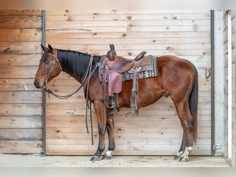American Quarter Horse Wallach 4 Jahre 147 cm Rotbrauner in Keytesville