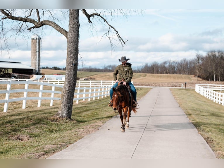 American Quarter Horse Wallach 4 Jahre 147 cm Rotbrauner in Orrville