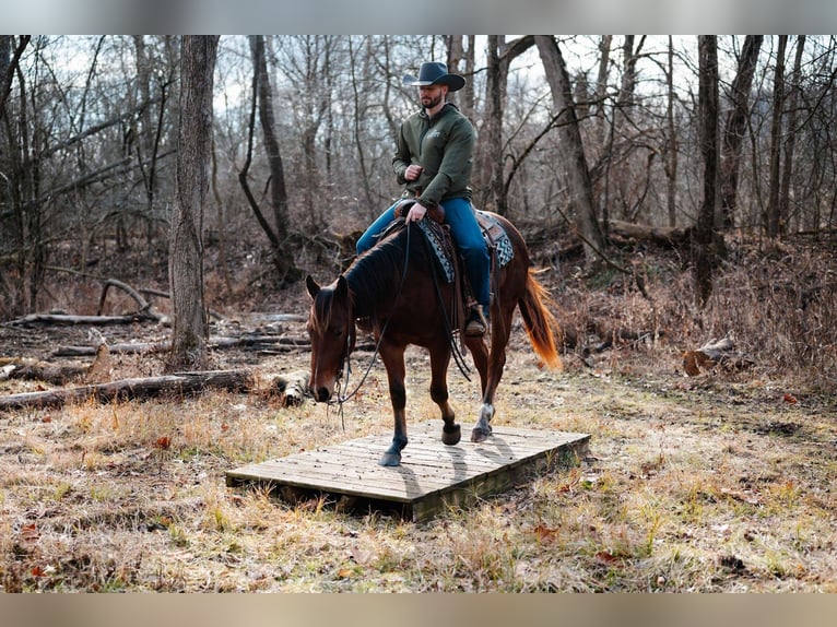 American Quarter Horse Wallach 4 Jahre 147 cm Rotbrauner in Orrville