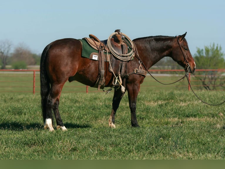 American Quarter Horse Wallach 4 Jahre 147 cm Rotbrauner in Verona