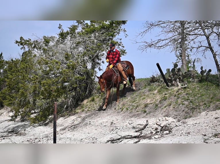 American Quarter Horse Wallach 4 Jahre 147 cm Rotfuchs in Waco