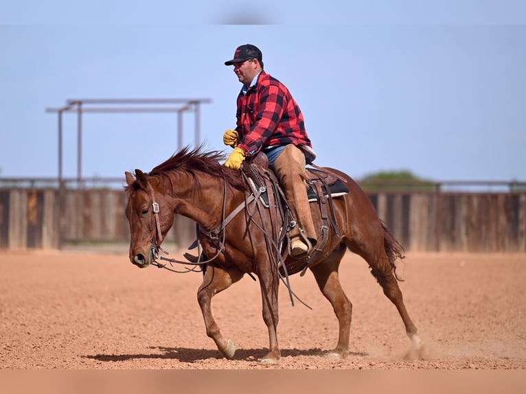 American Quarter Horse Wallach 4 Jahre 147 cm Rotfuchs in Waco