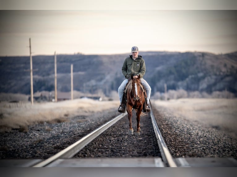 American Quarter Horse Wallach 4 Jahre 147 cm Rotfuchs in Greycliff
