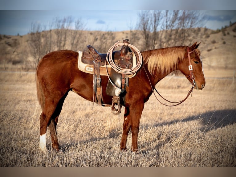American Quarter Horse Wallach 4 Jahre 147 cm Rotfuchs in Greycliff