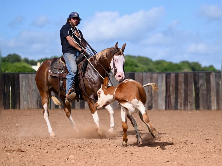 American Quarter Horse Wallach 4 Jahre 147 cm Rotfuchs in Waco, TX