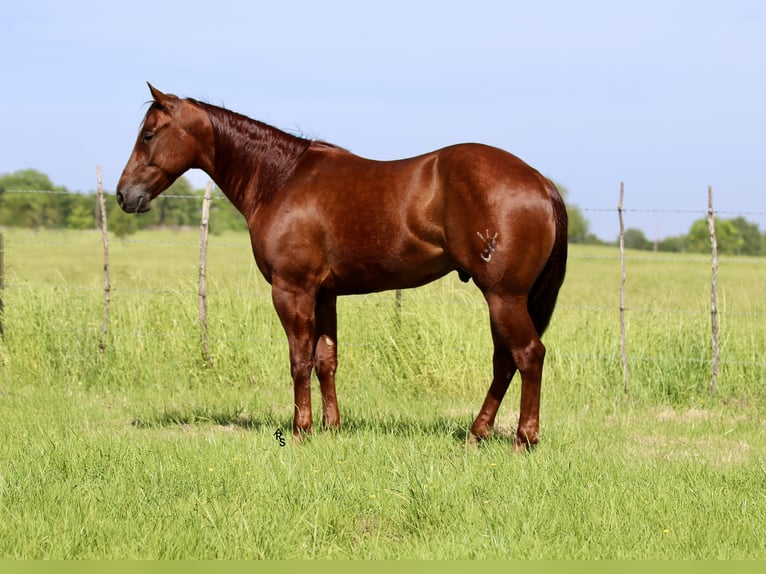 American Quarter Horse Wallach 4 Jahre 147 cm Rotfuchs in Whitesboro, TX