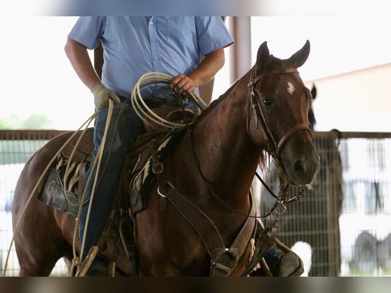 American Quarter Horse Wallach 4 Jahre 147 cm Rotfuchs in Whitesboro, TX