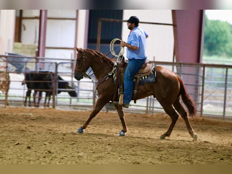 American Quarter Horse Wallach 4 Jahre 147 cm Rotfuchs in Whitesboro, TX