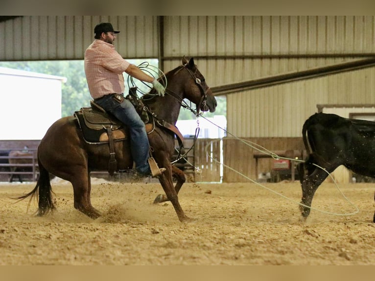 American Quarter Horse Wallach 4 Jahre 147 cm Rotfuchs in Whitesboro, TX