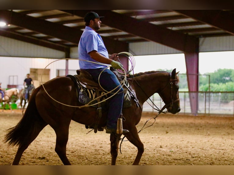 American Quarter Horse Wallach 4 Jahre 147 cm Rotfuchs in Whitesboro, TX