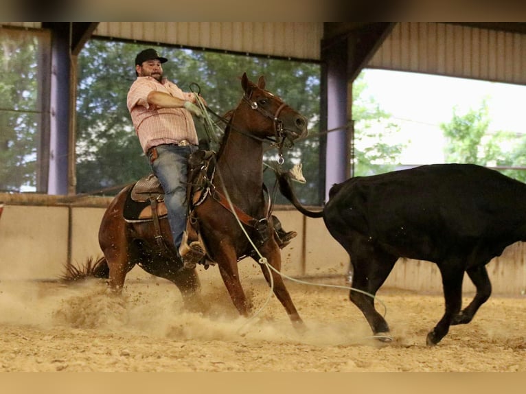 American Quarter Horse Wallach 4 Jahre 147 cm Rotfuchs in Whitesboro, TX