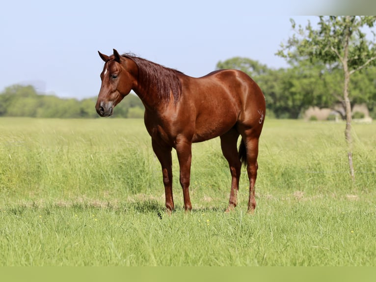 American Quarter Horse Wallach 4 Jahre 147 cm Rotfuchs in Whitesboro, TX