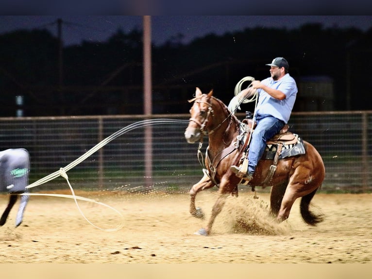 American Quarter Horse Wallach 4 Jahre 147 cm Rotfuchs in Whitesboro, TX