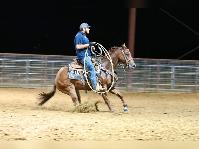 American Quarter Horse Wallach 4 Jahre 147 cm Rotfuchs in Whitesboro, TX